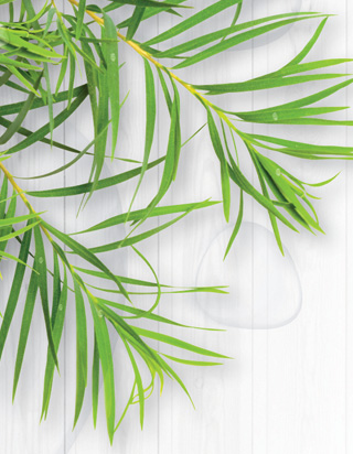TEA TREE CARE