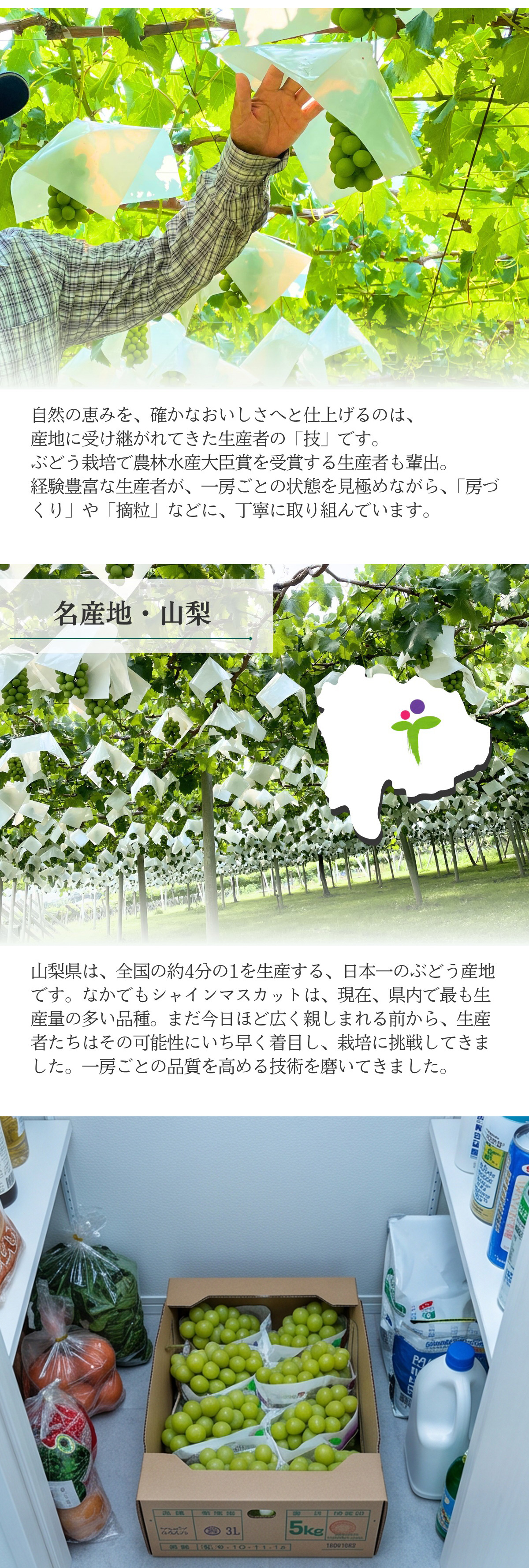 山梨県産 シャインマスカット JAフルーツ 大粒 秀品 箱売り / BOX(7房
