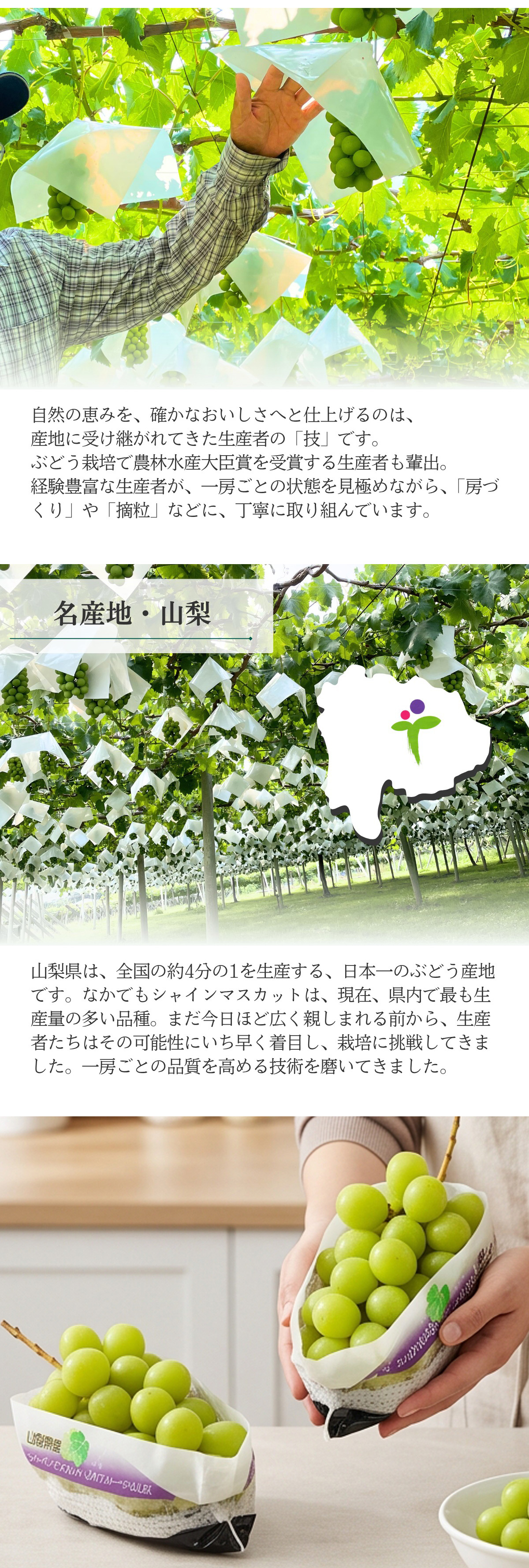 山梨県産 シャインマスカット JAフルーツ 大粒 秀品 / 2房セット 山梨