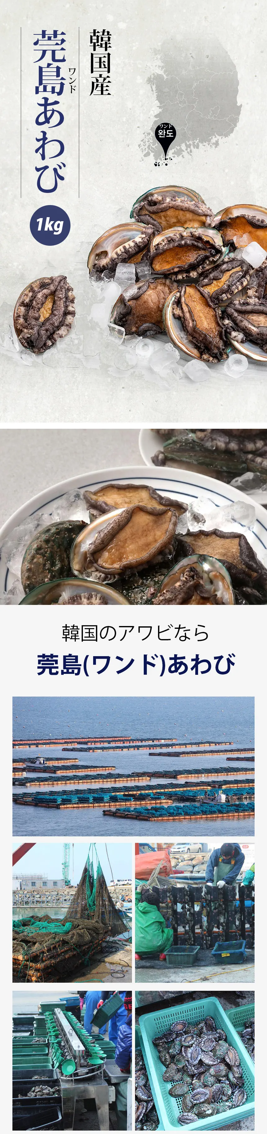 韓国産] アワビ あわび 天然 韓国ワンド 鮑 / 約1kg Lサイズ - Mサイズ