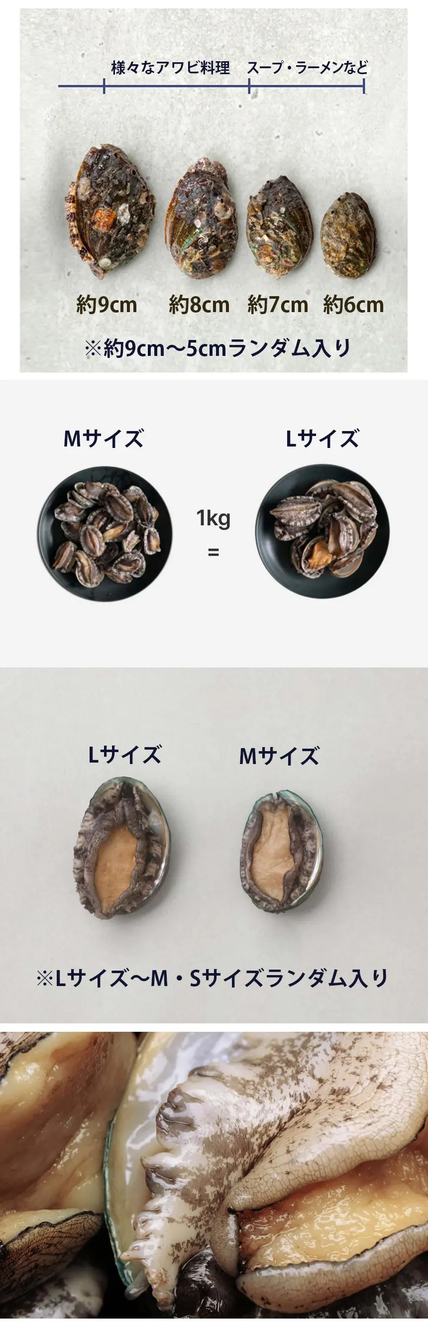 [韓国産] アワビ あわび 天然 韓国ワンド 鮑 / 約1kg Lサイズ - Mサイズ ランダム入り 海鮮 お刺身 魚介 養殖（冷凍）